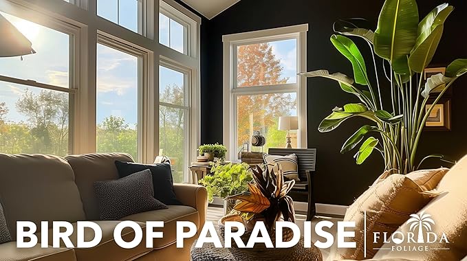 Orange Bird of Paradise | Strelitzia Reginae | 20 Live Plants | Tropical Perennial Blooming Specimen