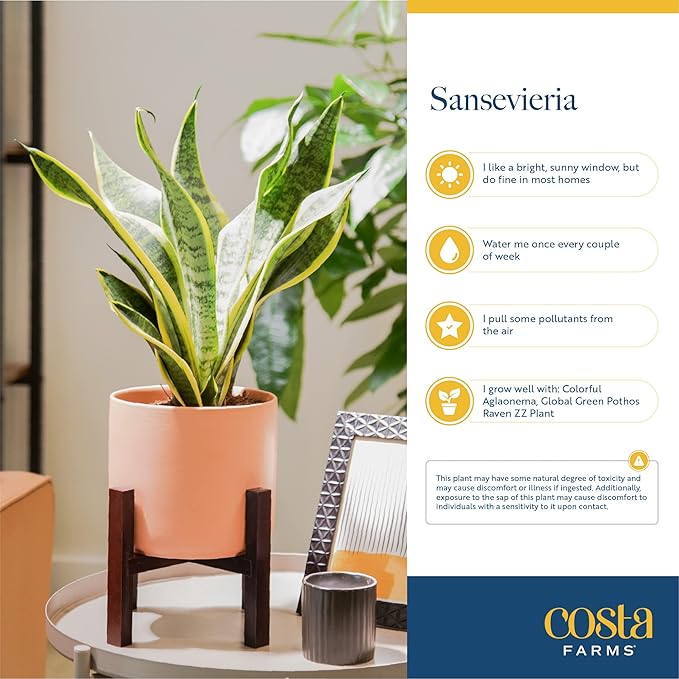 Costa Farms Live Indoor Snake Plant, Easy to Grow Mother in Laws Tongue, Sansevieria Houseplant, in Flower Pot Planter for Room and Home Décor, Housewarming, 8-Inches Tall