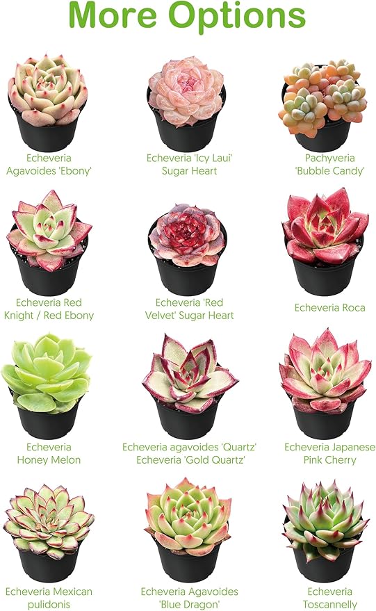 Live Succulent Donkey Tails, Approx 2-inch Large, Potted Succulents, Fully Rooted, Easy Care House Plants