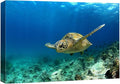 wall26 Canvas Print Wall Art Sea Turtle Gliding Through Sea Nature Ocean Photography Realism Nautical Scenic Relax/Calm Multicolor Ultra for Living Room, Bedroom, Office - 16"x24"