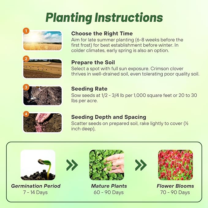 Outsidepride Crimson Clover Seeds - 40 lbs. Annual, Nitrocoated, & Inoculated Ground Cover Seeds, Ideal Clover Seed for Lawn, Cover Crop, Pasture, Hay, Green Manure & Wildlife Forage