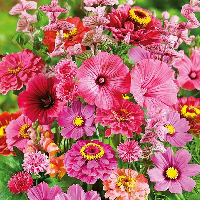 Eden Brothers Pink Perfection Flower Mixed Seeds for Planting, 1/4 lb, 120,000+ Seeds with Zinnia, Cosmos Versailles | Attracts Pollinators, Plant in Spring or Fall, Zones 3, 4, 5, 6, 7, 8, 9, 10