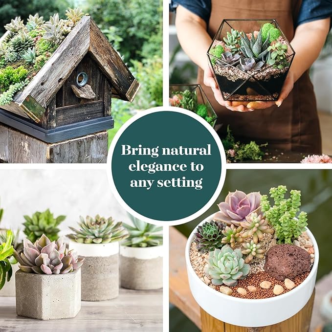 Shop Succulents Colorful Succulent Plant Pack 2" Grow Pot Pack of 6