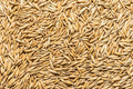 Thunder Acres Non GMO, Certified Organic, Oat Seed (2 lb.)
