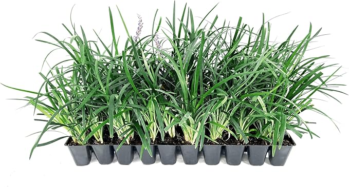 Liriope Super Blue | 20 Live Plants | Liriope muscari 'Super Blue' | Ornamental Ground Cover Plants | Shade-Tolerant Landscaping Perennial