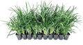 Liriope Super Blue | 10 Live Plants | Liriope muscari 'Super Blue' | Ornamental Ground Cover Plants | Shade-Tolerant Landscaping Perennial