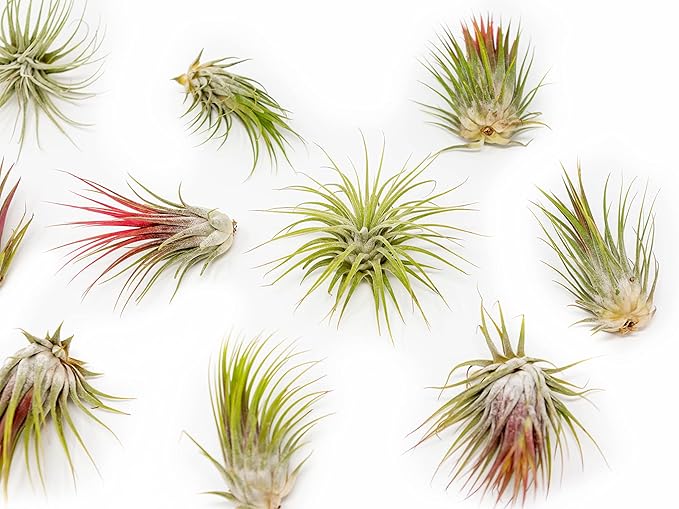 50 Pack Large Air Plants Tillandsia Ionantha Guatemala - Live Succulent House Plants - Available in Wholesale and Bulk - Home and Garden Decor - Easy Care Indoor and Outdoor Plants