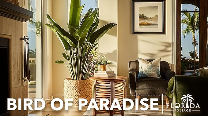 Orange Bird of Paradise | Strelitzia Reginae | 3 Live Plants | Tropical Perennial Blooming Specimen