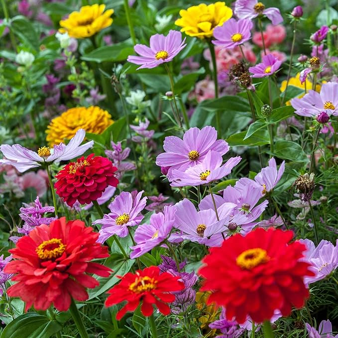 Eden Brothers Cosmic Zen Flower Mixed Seeds for Planting, 1/4 lb, 120,000+ Seeds with Zinnia Dahlia Flowered, Cosmos Sensation | Attracts Pollinators, Plant in Spring, Zones 3, 4, 5, 6, 7, 8, 9, 10
