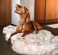 IHAPPYDOG Luxury Faux Fur Orthopedic Dog Bed, Memory Foam Dog Bed for Small, Medium, Large and XL Pets, Fluffy Pet Bed with Waterproof and Washable Cover (White w/Brown Tips, 60"x35")