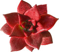 FWPP Live Succulents Plants Echeveria Agavoides v Romeo Rubin 3 inches,Rare red Succulents Bare Root Without Pot Soil, Live Plants Indoor Office Decoration Wedding and Gift