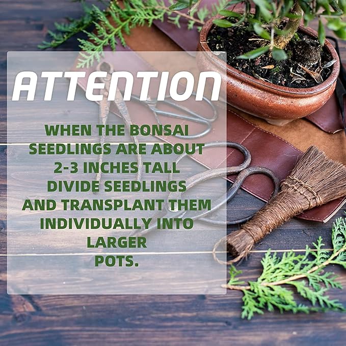 5 Bonsai Tree Kit Complete Plant Growing Tools, Grow in Pot Indoor Bonsai Tree Starter Kit, Great Home Gardening Potted Plants DIY Gift for Adults