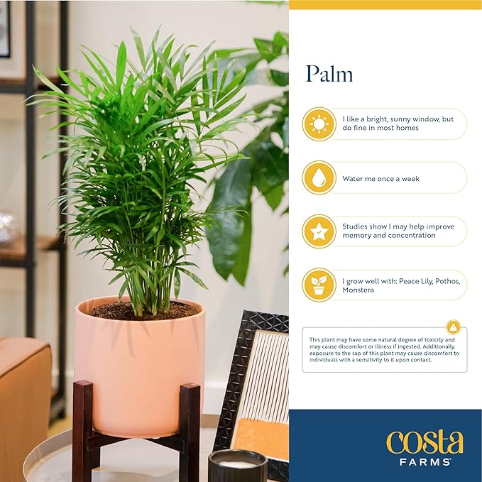 Costa Farms Majesty Palm Live Plant, Indoor and Outdoor Palm Tree, Potted in Plant Pot and Soil, Tropical Floor Houseplant, Housewarming, Patio, Balcony, Office, Home, and Room Decor, 3-4 Feet Tall