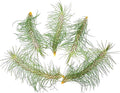 Air Plants - Colombian Tillandsia Funckiana, Large 5" - 5ct - Live Arrival Guaranteed - House Plants for Home Decor & Gift