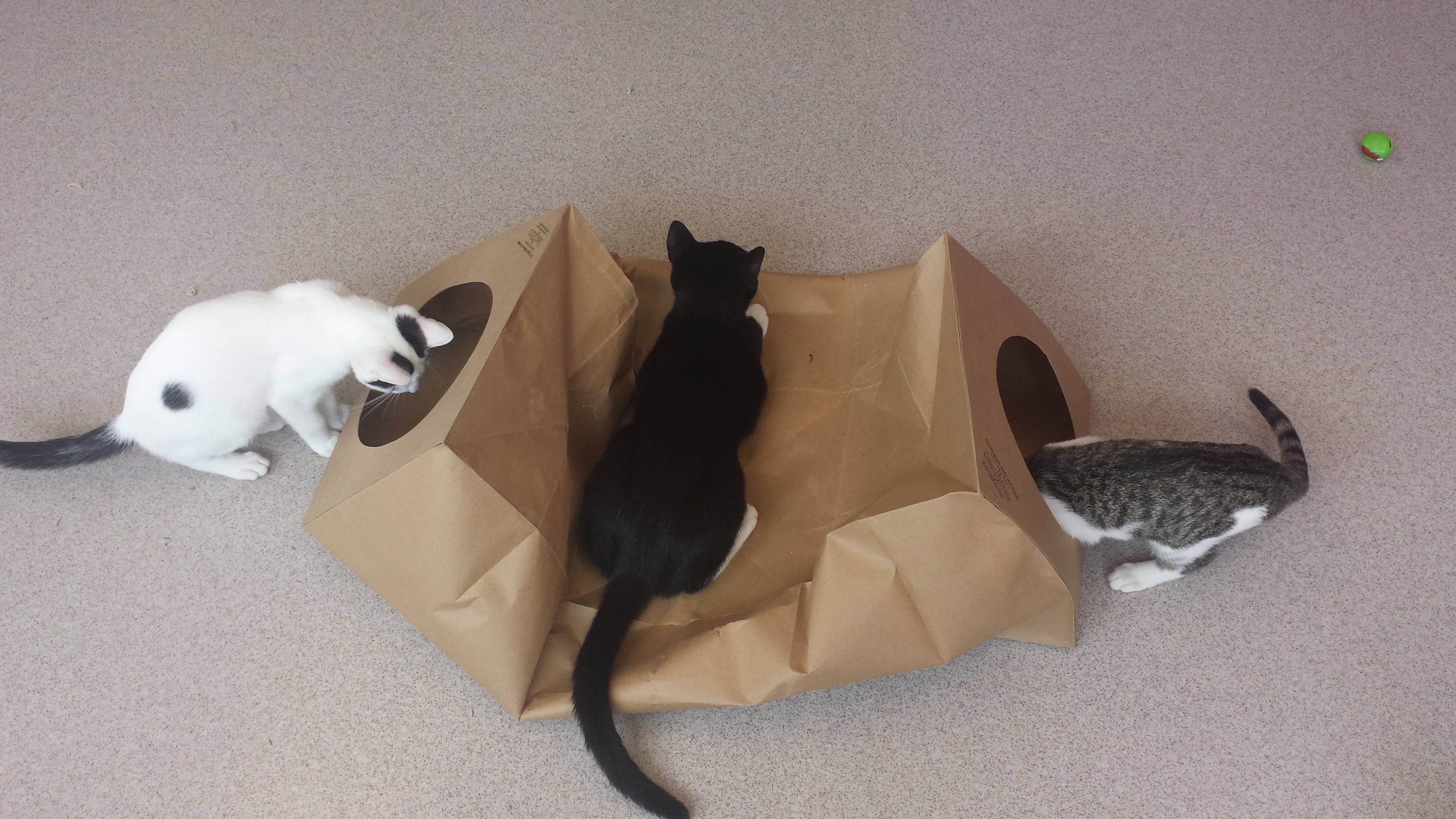 📦🐱 Hide & Sneak Cat Tunnel – Eco-Friendly Crinkle Paper Hideaway
