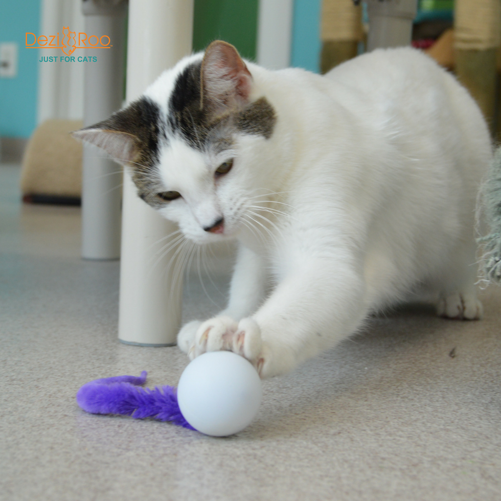 🐱🏓 Wiggly Ping Pong Cat Toy – Rattle Ball with Corkscrew Tail