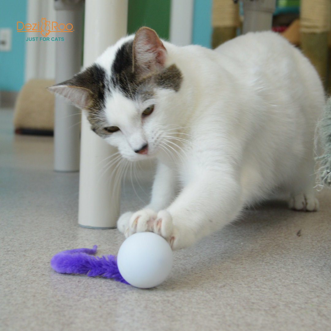 🐱🏓 Wiggly Ping Pong Cat Toy – Rattle Ball with Corkscrew Tail