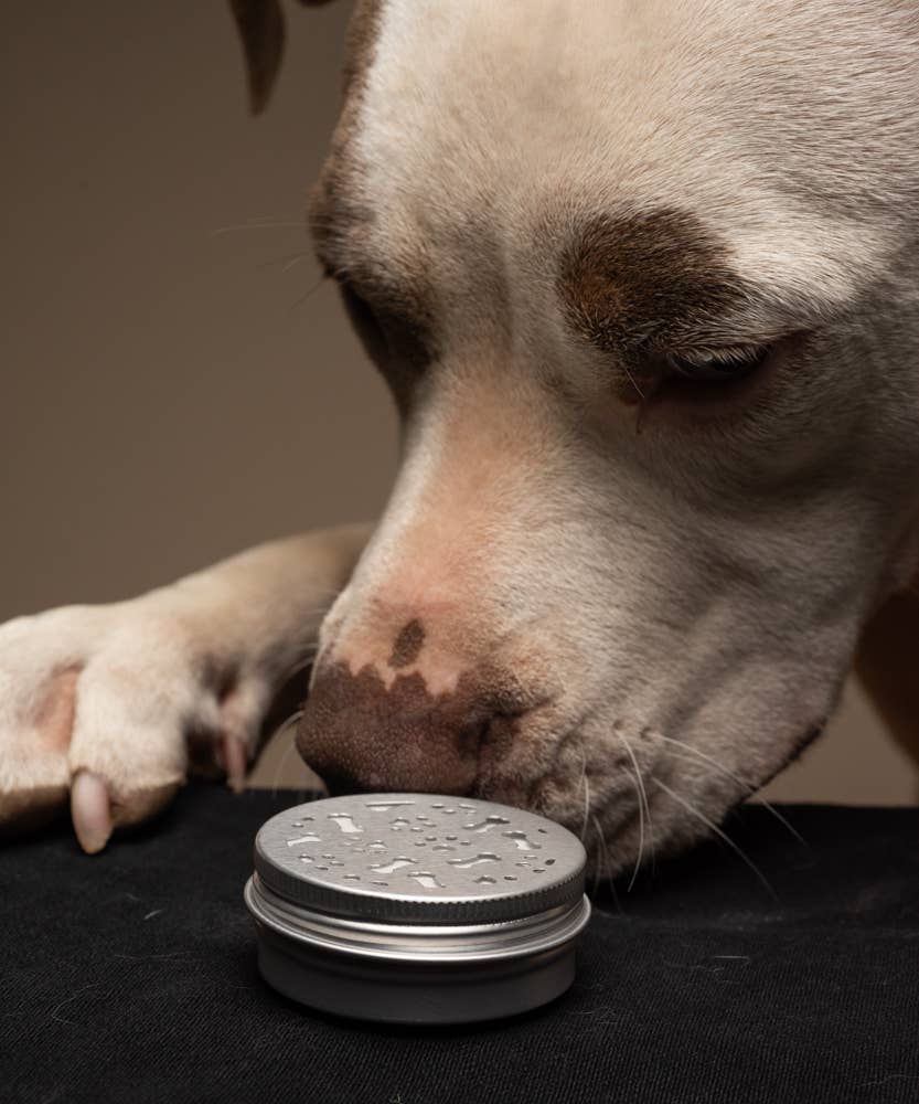 🐶👃 Dog Scent Work / Nose Training Containers – 2oz Magnetic Tins