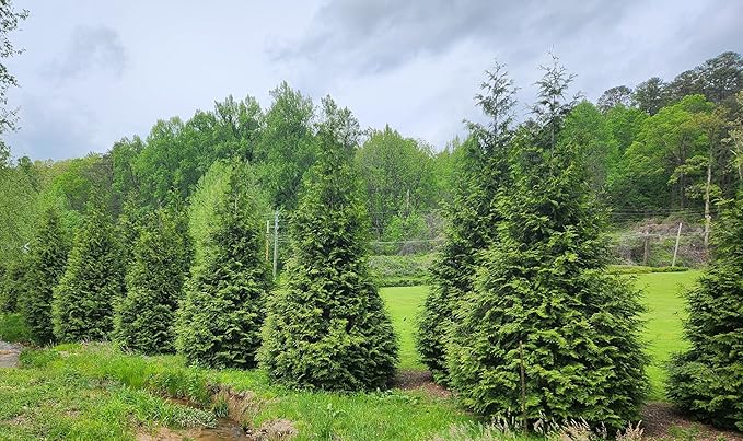 Thuja Green Giant Arborvitae Tree, 16-20+ Inches Tall, Lot of 15, 3 Inch deep Pot