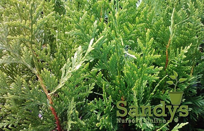Thuja Green Giant Arborvitae Lot of 10, Quart Pot