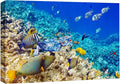 wall26 Canvas Print Wall Art Underwater Neon Blue Teal Ocean Water Fish Nature Animals Photography Realism Rustic Scenic Landscape Wilderness Earth for Living Room, Bedroom, Office - 12"x18"