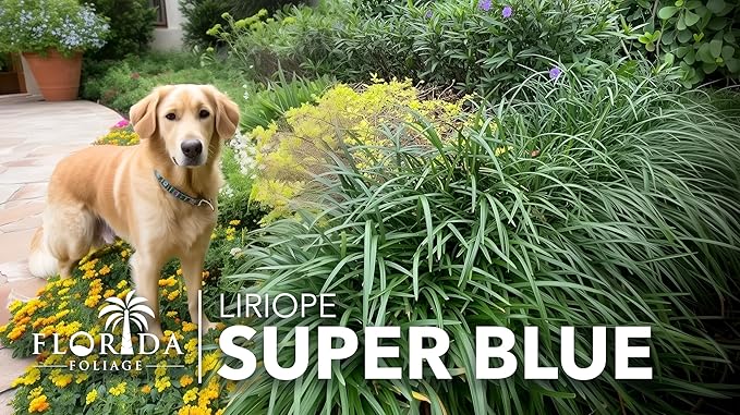 Liriope Super Blue | 3 Live 4 Inch Plants | Liriope muscari 'Super Blue' | Ornamental Ground Cover Plants | Shade-Tolerant Landscaping Perennial