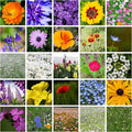 All Annual Wildflower Mix Seed for Planting by GreenHaven Gardens - 1 lb Bulk Non-GMO Seed Mix