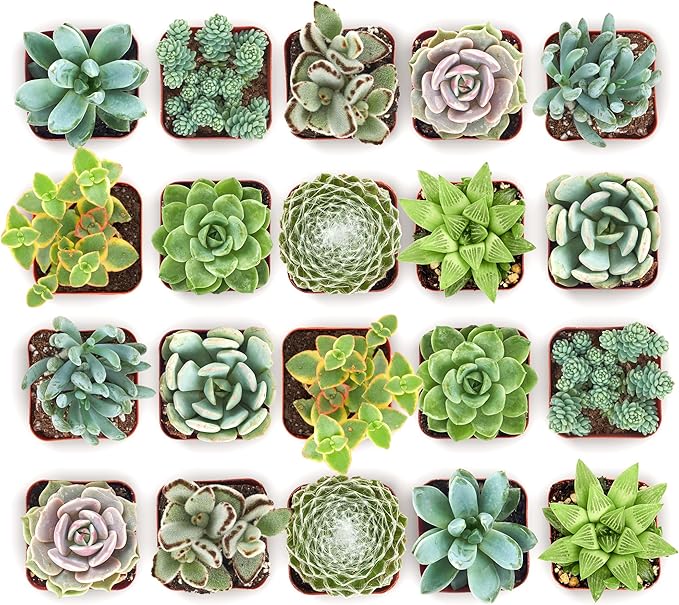 Shop Succulents Mixed Succulent Plant Pack 2" Grow Pot Pack of 20