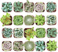 Shop Succulents Mixed Succulent Plant Pack 2" Grow Pot Pack of 40