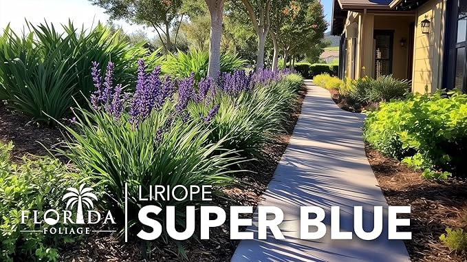 Liriope Super Blue | 10 Live 4 Inch Plants | Liriope muscari 'Super Blue' | Ornamental Ground Cover Plants | Shade-Tolerant Landscaping Perennial