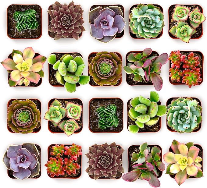 Shop Succulents Colorful Succulent Plant Pack 2" Grow Pot Pack of 256