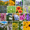 Rocky Mountain Wildflower Seeds Mix - 5 Lb Seed Pouch - 22 Wild Flower Seed Varieties - Annuals, Perennials and Bi-Annuals - Flower Garden