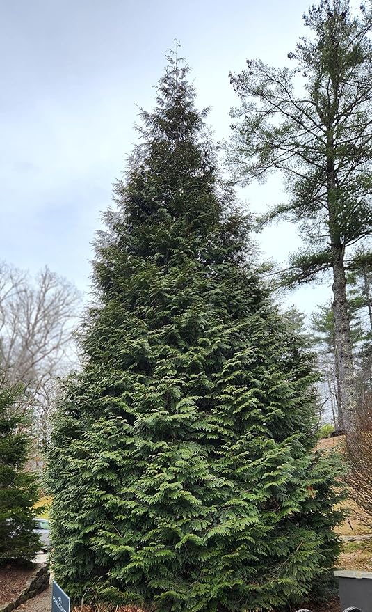 Thuja Green Giant Arborvitae Lot of 20, Quart Pot