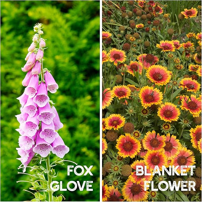 All Annual Wildflower Seeds Mix – 4 Oz, 4,000+ Seeds – 21 Varieties Including California Poppy, Indian Blanket, Scarlet Flax – Bulk Pollinator Wildflower Seed for Planting