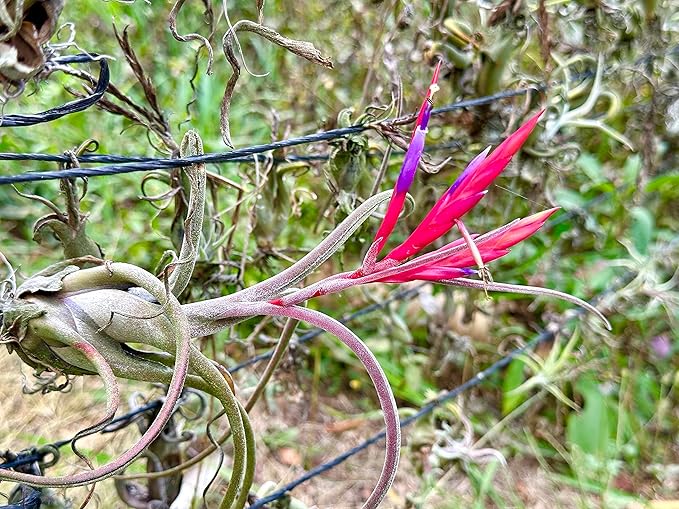 Air Plants - Flowering Tillandsia Caput Medusae, Large 5-7" - 3ct - Live Arrival Guaranteed - House Plants for Home Decor & Gift