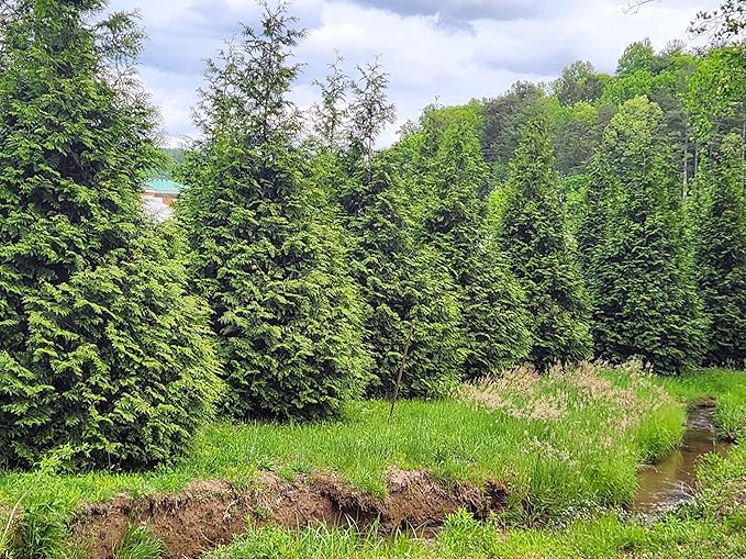 Thuja Green Giant Arborvitae Lot of 30 Each in a Protective Pouch 12-15 inches Tall