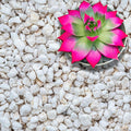Perlite for Plants, Extra Coarse Grade 4 Horticultural Perlite, Organic Perlite for Gardening Indoor & Outdoor, Made in USA (5 quarts)