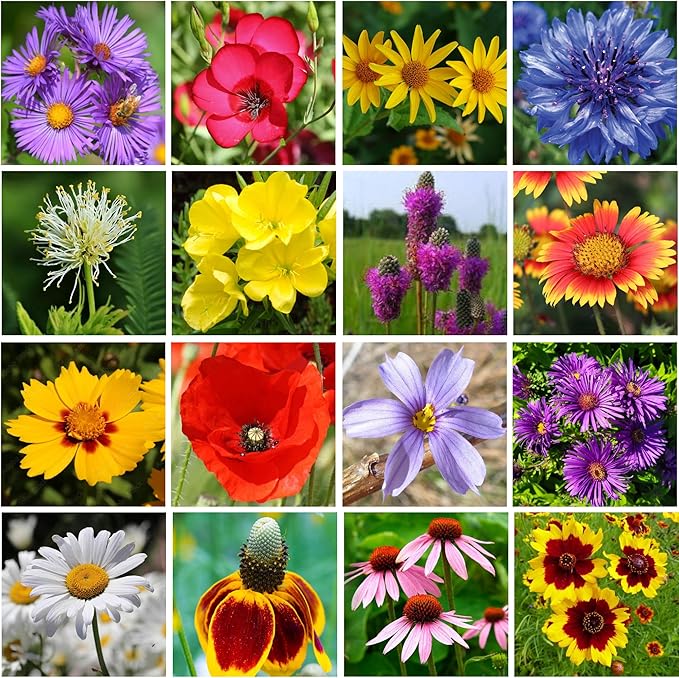 Regional Wildflower Seed Mix by GevaGrow (Midwest Wildflowers, Mini Shaker)