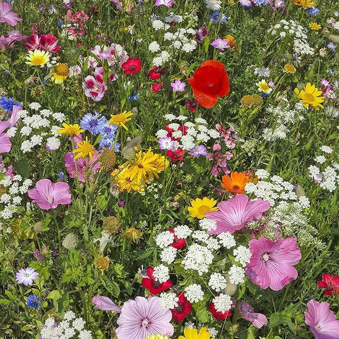Wildflower Seeds Shaker - Hummingbird and Butterfly Mix - 100,000+ Wild Flower Seeds - in Beautiful Easy to Sow Seed Shaker - Attract Pollinators with These 23 Pure Non-GMO Varieties