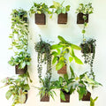 LaLaGreen Indoor Planter Box for Plants (12 Pack, 4x4 Inch) Small Square Wooden Wall Mounted Planters Wood Window Boxes Hanging Flower Pot Plant Holder Outdoor Herb Modern Vertical Garden Home Decor