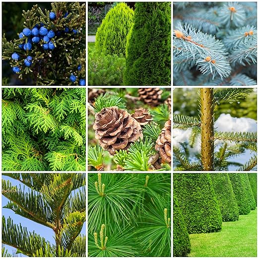 Fertilizer Spikes for Evergreen Trees & Shrubs (24 Spikes - 6.0 Lbs)
