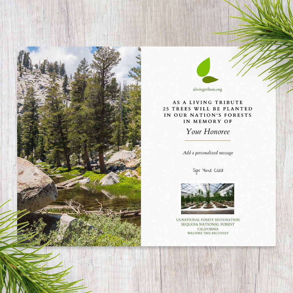Plant a Tree in Honor or Memory in a California National Forest - A Living Tribute