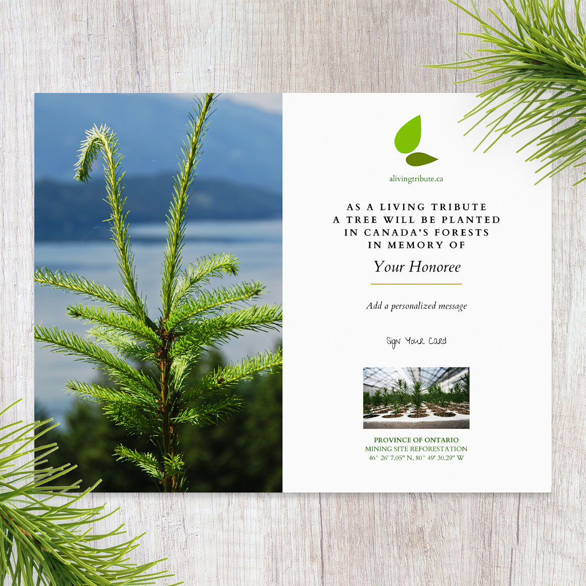 Plant a Tree in Canada with Personalized Photo Card