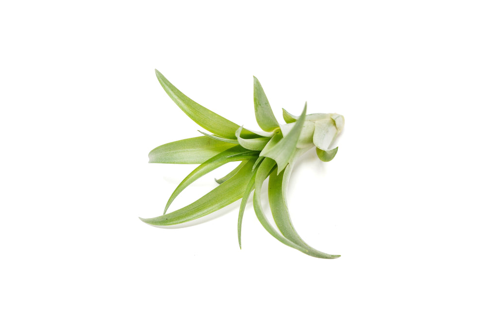 SALE - Tillandsia Abdita Brachycaulos Air Plants - Set of 10, 20 or 30 - 60% Off