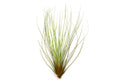 Tillandsia Juncifolia Air Plants