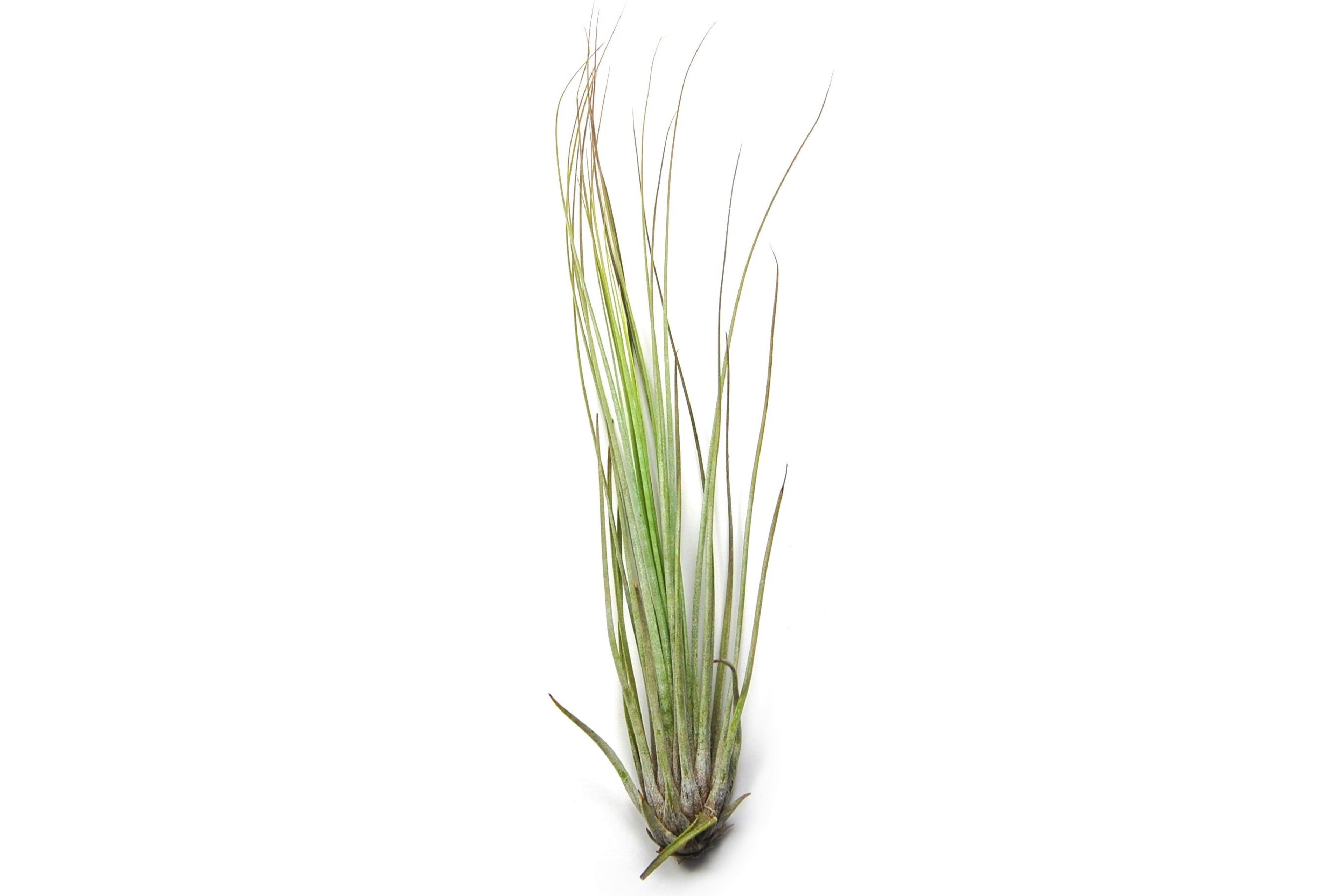 Large Tillandsia Juncifolia Air Plants /  8-12 Inch Plants