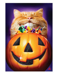 Cat Pumpkin Teeth 2 Sided Garden Flag