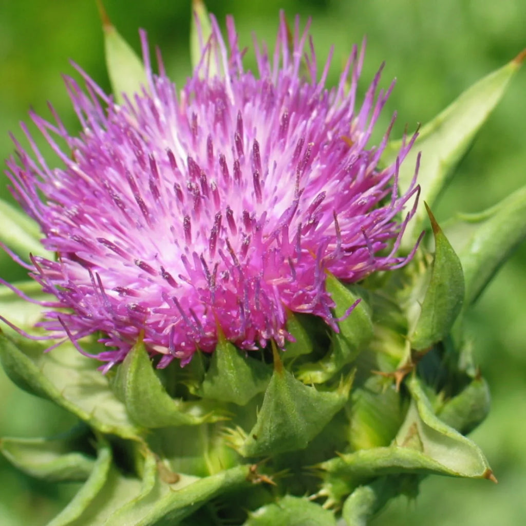 Herb Pharm Milk Thistle Extract, 4 oz