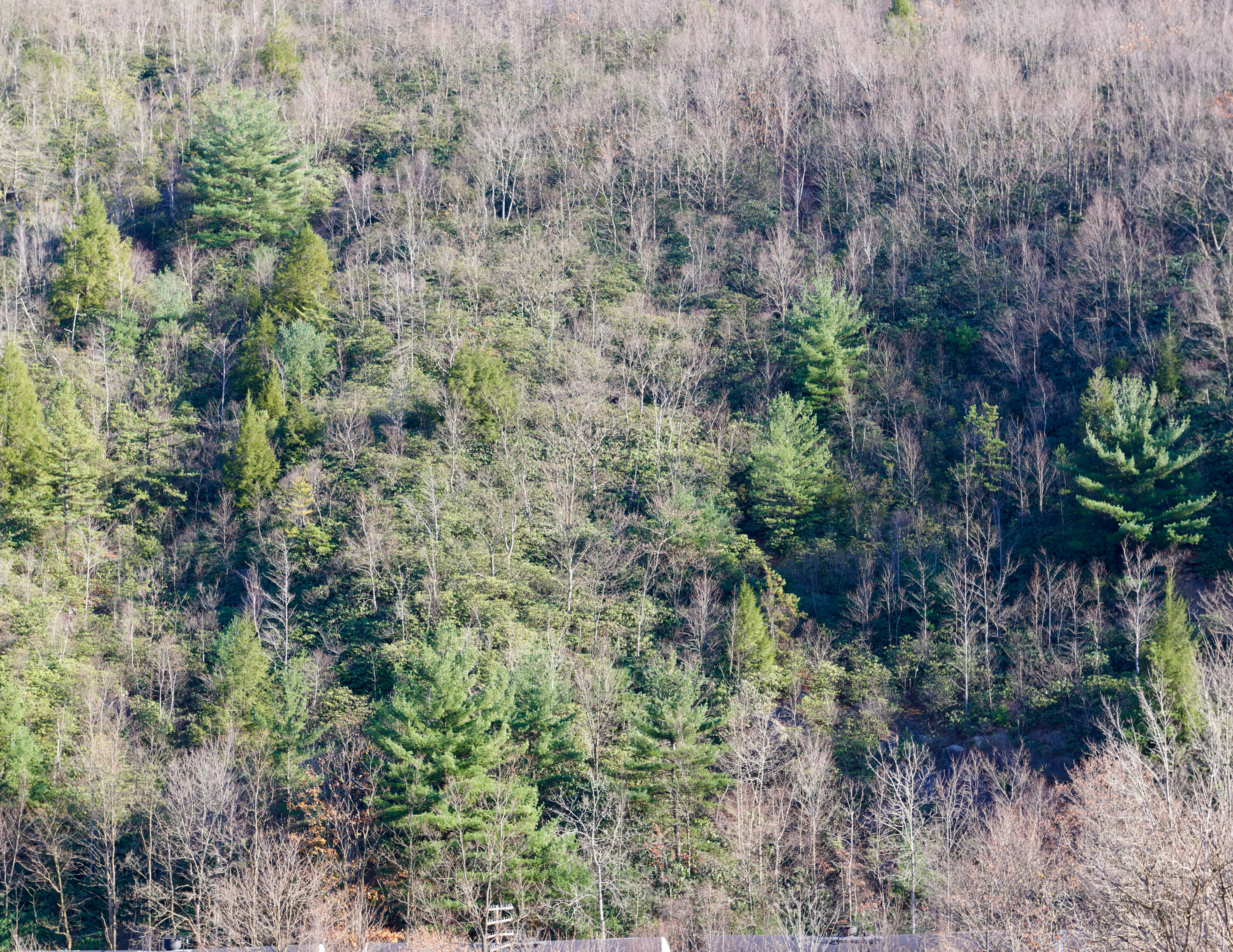 Plant a Tree for Someone in Pennsylvania - Memorial & Tribute Trees