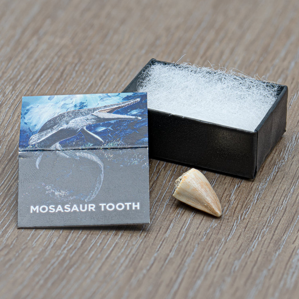Mighty Mosasaur Pocket Fossil